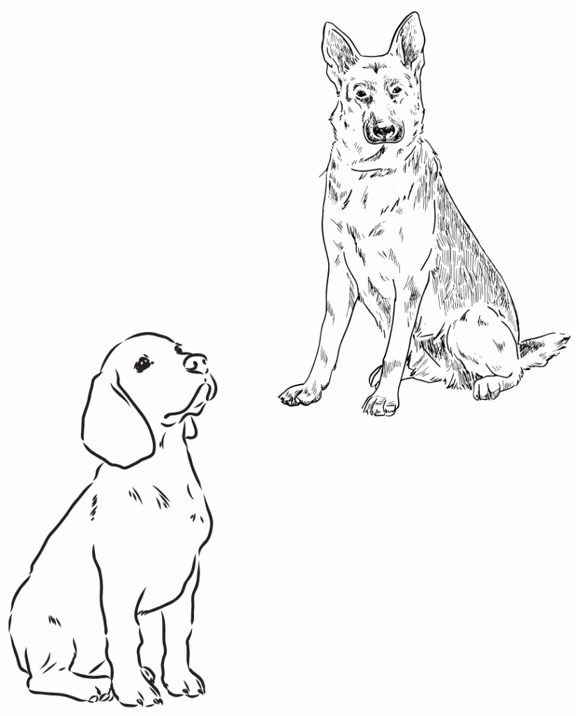 Das Bild zeigt zwei stilisierte, schwarz-weiße Zeichnungen von Hunden auf weißem Hintergrund.
Links unten sitzt ein kleiner Hund mit langen, hängenden Ohren und kurzem Fell- vermutlich ein Beagle. Er blickt leicht nach oben und wirkt neugierig oder erwartungsvoll.
Rechts oben sitzt ein größerer Hund (Schäferhund) mit aufgerichteten, spitzen Ohren und dichterem Fell. Er schaut geradeaus und wirkt aufmerksam und ruhig.
Die beiden Hunde sind in feiner Linienzeichnung dargestellt und vermitteln Freundlichkeit, Wachsamkeit und Charaktervielfalt.
